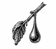 herbal
