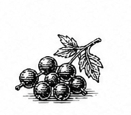 raspberry