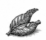 tobacco
